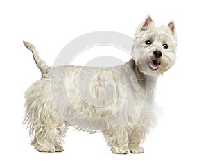 Side view of a West Highland White Terrier panting