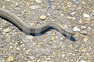 Side view of a western terrestrial garter snake Thamnophis elegans a western North American species