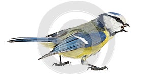 Side view of a Whistling Blue Tit, Cyanistes caeruleus photo