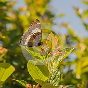 Side view of a white admiral butterfly sitting on a cotoneaster