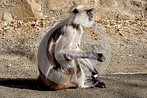 Side view of a white and black monkey (Cercopithecidae) sitting on the ground during the daytime