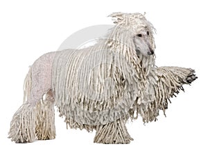 Side view of White Corded standard Poodle