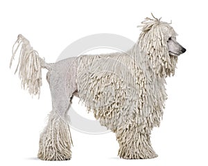 Side view of White Corded standard Poodle standing photo