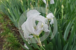 Side view of white flower of Iris germanica