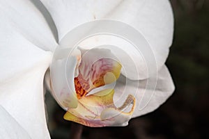 Side view of white flower of orchid Phalaenopsis Stuartiana, endemic to island of Mindanao on Philippines