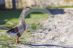 Side view of white-gray domestic full-grown fat healthy goose standing on green grass in yard on bright sunny day. Farming, geese