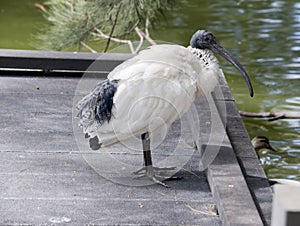 this is a side view of a white ibis