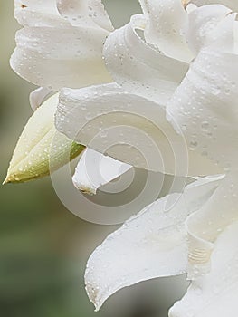 Side View of White Lillies after the Rain