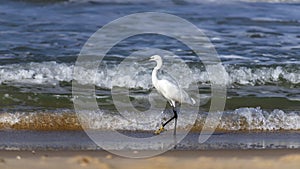 Side view of a white little heron bird walking along the foam waves of the sea shore close-up