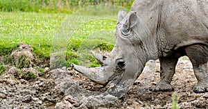 Side view of a white rhinoceros stucked on the grass with his horn