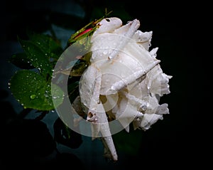 Side view of a white rose with curled petals