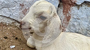 Side view of a white sheep face