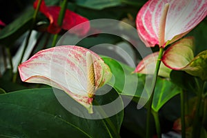 Side view of white spadix on a laceleaf plant