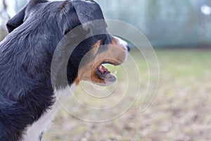 Side view of a white tricolor Appenzeller mounatin dog purpurebred dog with black head