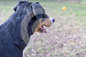 Side view of a white tricolor Appenzeller mounatin dog purpurebred dog with black head