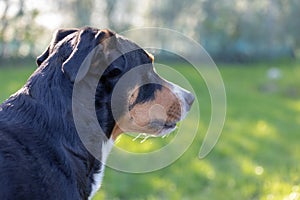 Side view of a white tricolor Appenzeller mounatin dog purpurebred dog with black head