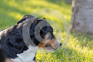 Side view of a white tricolor Appenzeller mounatin dog purpurebred dog with black head