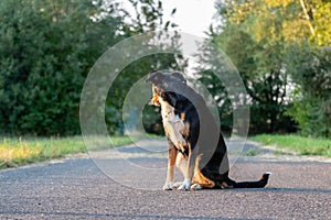 Side view of a white tricolor Appenzeller mounatin dog purpurebred dog with black head