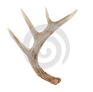 Side View of Whitetail Deer Antlers