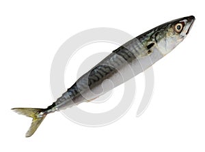 Side view of a whole fresh mackerel isolated on a white background