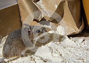 Side view of a wild brown house mouse standing on a mound of flour in front of a crumpled brown paper bag.