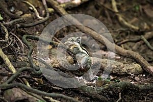 Side view of a wild chipmunk