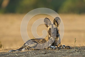 Side view of a Wild Dog pup looking at the camera