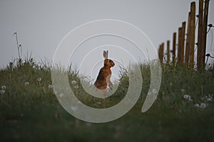 Side view of a wild European Hare