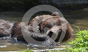 Side view of a wild silvertip grizzly