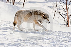 Side view of wolf walking on snow