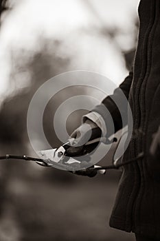 Side view of woman hand holding sharp secateur cutting branch