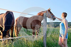 Side view of a woman who caress horses at a farm field at sunset
