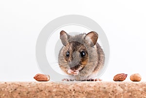 Side view of a wood mouse, Apodemus sylvaticus, sitting on a cork brick with light background, sniffing some peanuts