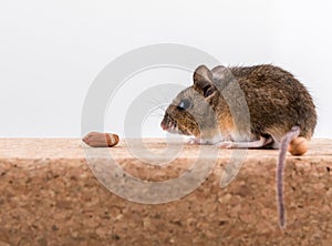 Side view of a wood mouse, Apodemus sylvaticus, sitting on a cork brick with light background, sniffing some peanuts