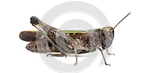 Side view of a Woodland Grasshopper, Omocestus rufipes