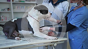 Side view worried scared dog in veterinary clinic with woman listening heart beat with stethoscope. Caucasian female