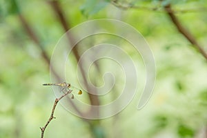 Side view of yellow and black dragonfly