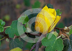 Side view of yellow California Glory flower