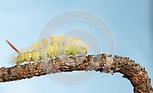 Side view of yellow caterpillar