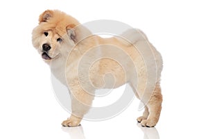 Side view of yellow chow chow with blue tongue exposed