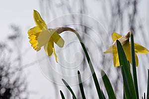 Side view of yellow daffodil against light background