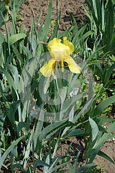 Side view of yellow flower of bearded iris in spring