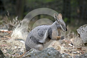 this is a side view of a yellow footed rock wallaby hiding behind a rock