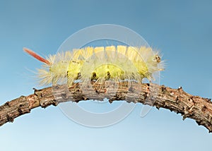 Side view of yellow hairy caterpillar