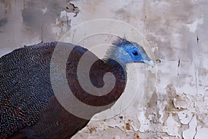 Side view of a young Argus Pheasant, with blue head and brown feathers