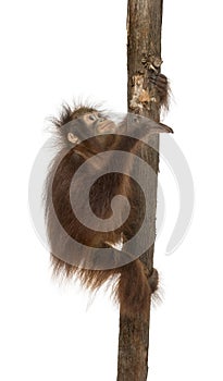 Side view of a young Bornean orangutan climbing on a tree trunk