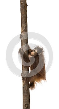 Side view of a young Bornean orangutan climbing on a tree trunk