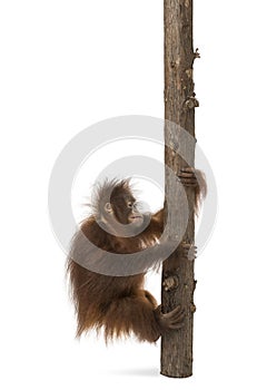 Side view of a young Bornean orangutan climbing on a tree trunk photo