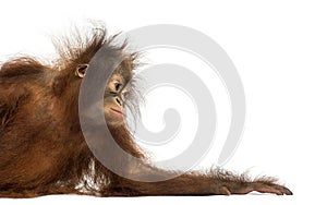 Side view of a young Bornean orangutan leaning on its arm