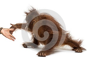 Side view of a young Bornean orangutan reaching at human hand